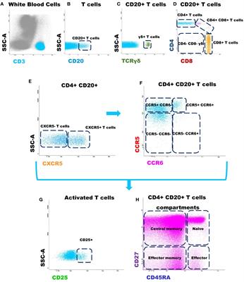CD20+ T cells in monoclonal B cell lymphocytosis and chronic lymphocytic leukemia: frequency, phenotype and association with disease progression